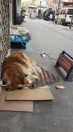 15965616_1218466878203097_8258656003430844194_n.jpg 15965616_1218466878203097_8258656003430844194_n.jpg