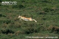 thomson2.jpg thomson2.jpg