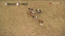 5- tura eşlik eden atlar.jpg