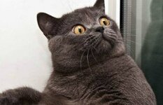 CZs9YSsWIAAC8dT.jpg CZs9YSsWIAAC8dT.jpg