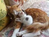IMG-20170824-WA0023.jpg IMG-20170824-WA0023.jpg