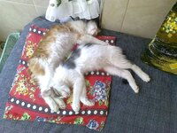 fotoğraf0635.jpg