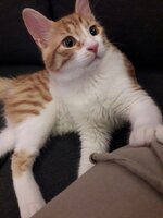 WhatsApp Image 2017-10-08 at 20.16.44.jpeg