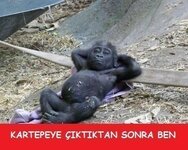 super funny animals cute photos_Relaxing Chimp.jpg