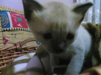 ËmRË KÄYÄ(153).jpg