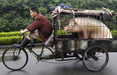 pig-tricycle_1551633i.jpg