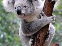 koala-2706-300x225.jpg