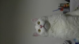 DSC_1968.JPG