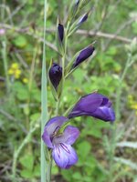 IMG_4241.JPG