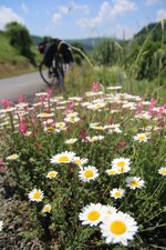 IMG_2731.jpg IMG_2731.jpg