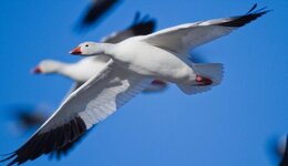 yaban_kazi_avi__2_.jpg yaban_kazi_avi__2_.jpg