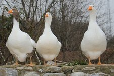 50868921_10217735105279389_4027504916380516352_o.jpg 50868921_10217735105279389_4027504916380516352_o.jpg