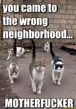funny-cats-lolcats-wrong-neighborhood.jpg