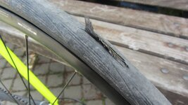 IMG_5431.JPG IMG_5431.JPG