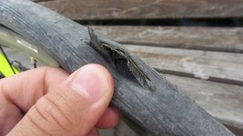 IMG_5436.JPG IMG_5436.JPG