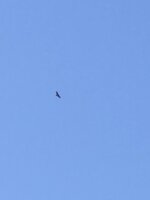 IMG_8736.JPG IMG_8736.JPG