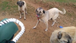 IMG_20210121_103023.jpg IMG_20210121_103023.jpg