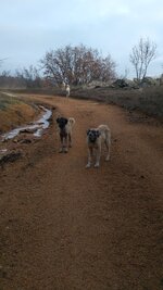 IMG_20210121_105452.jpg IMG_20210121_105452.jpg