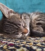 uykucu (1).jpeg uykucu (1).jpeg