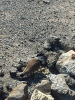 CA258529-3FFB-43D1-8CB8-63F454A96171.jpeg