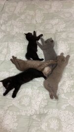 WhatsApp Image 2021-07-01 at 00.33.31.jpeg