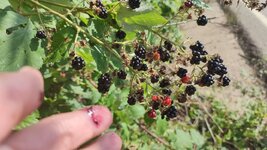 dal_46.jpg dal_46.jpg