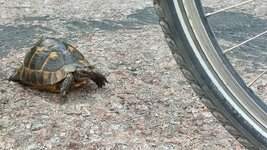 dal_49.jpg dal_49.jpg