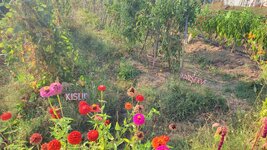 dal_25.jpg dal_25.jpg