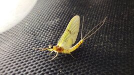 dal_51.jpg dal_51.jpg