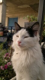 N8 Kedi.jpg N8 Kedi.jpg