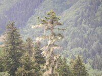 kackarlar 145.JPG kackarlar 145.JPG