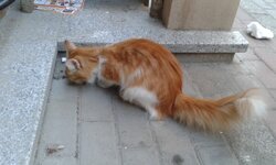 20150729_200118 (Custom).jpg