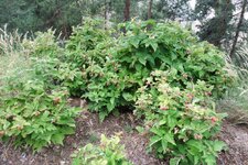 200907_24_30_0246.JPG 200907_24_30_0246.JPG