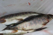 200907_24_30_0523.JPG 200907_24_30_0523.JPG