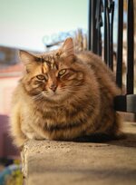 IMG_7171.jpg IMG_7171.jpg