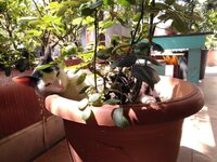 IMG_20220531_112800.jpg IMG_20220531_112800.jpg