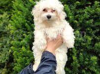 Maltese terrier.jpeg