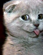 scottish-fold-kitten-tongue.jpg