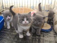 149685_bi-colour-british-shorthair-kittens-blue-white-boys-and-sudb_photo_0_1404163629_img.jpg