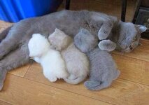 three-british-shorthair-kittens-suckle-their-mothers-breast.jpg
