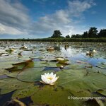 waterlelies-op-het-naardermeer.jpg waterlelies-op-het-naardermeer.jpg