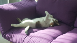 1709122527381.png