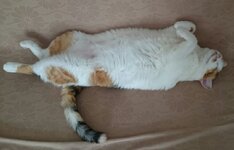 IMG-9f5c820227d5b9e83b649d0c53f670bb-V.jpg IMG-9f5c820227d5b9e83b649d0c53f670bb-V.jpg