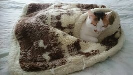 IMG-b95e90edee8bf285f7ce8554f662bd80-V.jpg IMG-b95e90edee8bf285f7ce8554f662bd80-V.jpg