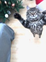 funny-photos-for-cat-lovers-9.jpg