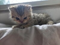 rescued-kitten-opened-her-eyes-for-the-first-time-today-and-v0-xb3ovg0yf2of1.jpg