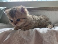 rescued-kitten-opened-her-eyes-for-the-first-time-today-and-v0-semq864xf2of1.jpg