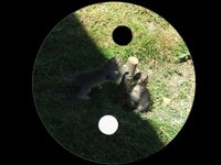 ying-yang.jpg