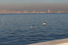 IMG_2208 (Large).JPG