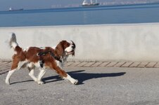 IMG_2114 (Large).JPG